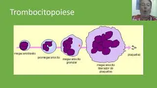Hematologia   Aula 10   Plaquetas   Vídeo aula