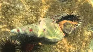Gaster&oacute;podo deborando a equinodermo