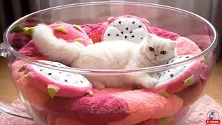 🐱Cute Cat on Teacup Bed Compilation | Oddly Satisfying & Relaxing AI ASMR Visuals