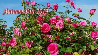Keisei Rose Garden, Autumn Fair 2019. #京成バラ園  オータムフェア2019 #4K