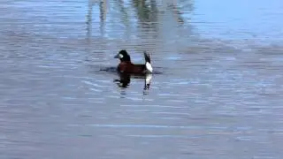 Ruddy Duck Showing Off