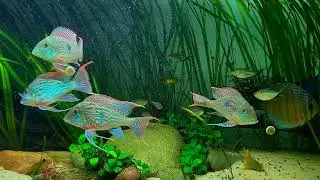 Geophagus Sveni Rio Parana - underwater jewels!