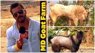 MD Ki Mandi | Andul Goats of MD Goat Farm, Padgha