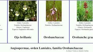 Angiospermae, orden Lamiales, familia Orobanchaceae pedicularis castilleja euphrasia gallo rosea
