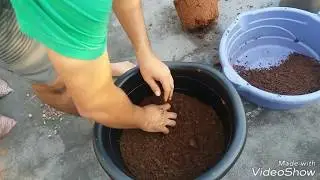 PLANTIO DE FRAMBOESA EM VASO
