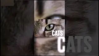 Cat Vision Vs Human Vision Difference 😱#scary #shorts #difference #cat