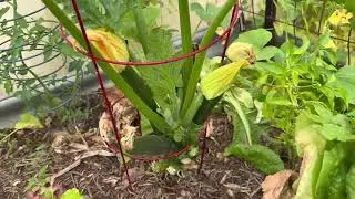 How I prune my ZUCCHINI PLANTS 🥒