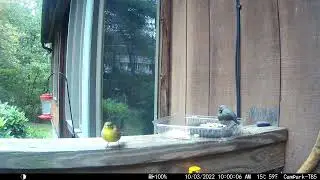 Tufted Titmouse Bully