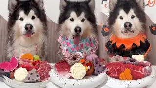 Immerse yourself in the sound of a cute puppy smacking its lips