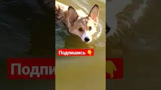 Для продажи еcть #щенкикорги #корги #коргипемброк #коржик #corgi #corgipuppy #corgidoge #corgivideos