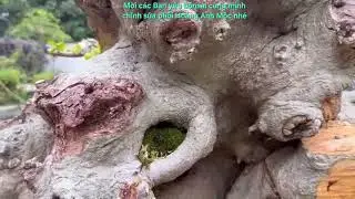 Mời các Bạn đam mê Bonsai cùng mình chỉnh sửa phôi Hoàng Anh Mộc này nhé!#bonsainghethuat