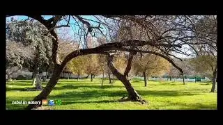 SIĞACIK AKKUM BEACH... Trees struggling to stay upright and the sound of peace 🪾🪾