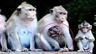 PITY Baby Monkey Today Is A Little Bit Better ST1414 Mono Monkey