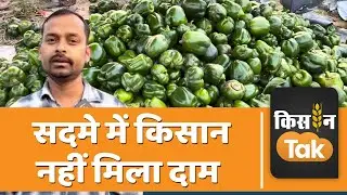 Shimla Mirch की खेती करने वाले किसान को लगा सदमा, मंडी में 10 रुपये किलो से भी कम भाव | Kisan Tak