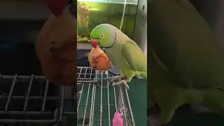 Кеша уже начал хлеб отбирать 😆🦜