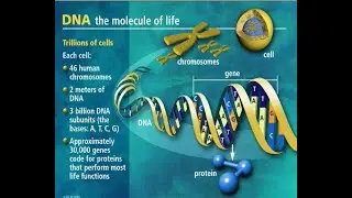 DNA Haplotype EP252 = E1B1A7A and L3E Mitochondrial -Children of Israel