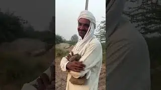 Sun set live scene from Village plus sugar cane ki kashat near Adda Rasheedabad