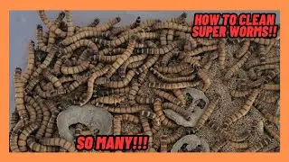 HOW TO CLEAN AND CARE FOR SUPERWORMS!!!