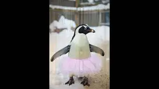Penguin cute ❤️ video unique cartoons