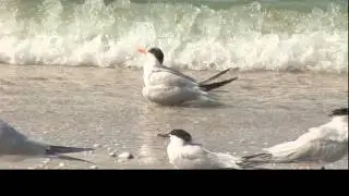 Bird Watching with Subtitles - Sanibel Island #1 - Bird Bath