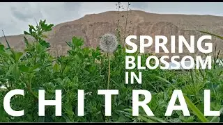 Spring Blossom In Chitral 2021|The Beautiful  Upper Chitral 2021|Beautiful Upper Chitral Charun