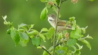 La Fauvette grisette chante en live - Common Whitethroat's song - Curruca communis