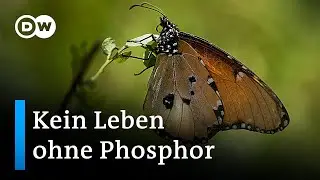 Der Menschheit geht der Phosphor aus | DW Nachrichten