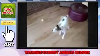 Little duck chasing dog