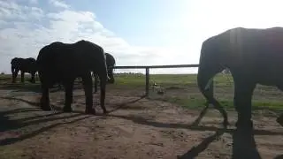 Knysna Elephant Park Dust Throw