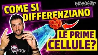 EMBRIOGENESI: come inizia?
