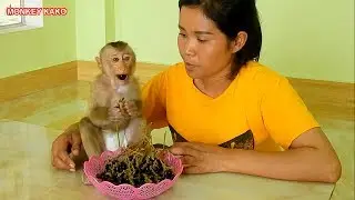 Monkey Kako Eating Erioglossum rubiginosum Fruits With Mom | Baby Monkey Eat Fruits