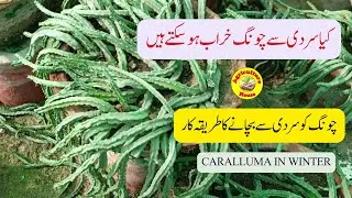 Can Winter Damage Caralluma/ Caralluma protection in winter season