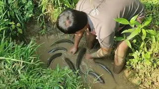 Village Life Fishing: Boy Catches Plenty of Fish the Old Way | Village Boys Fishing