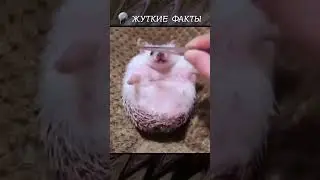 Хочешь остаться здоровым⁉️НЕ ТРОГАЙ ЕЖЕЙ☝🏻