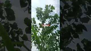 poplar farming #nature #shorts #ytshorts #Gaurav Rathi Poplar kisan
