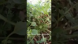 Lipidium didymium #phytalife#Phyto# #phytochemicals