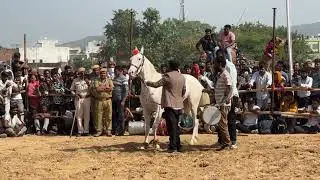 घोड़े का ऐसा डांस देखा है आपने 😍❤️ horse dance video pushkar mela 2025 