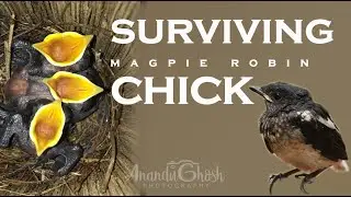 Surviving Magpie Robin Chick | Oriental magpie-robin