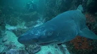 Diving Port Elizabeth