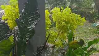 White Noise - The peaceful rainfall of Leyte, Philippines 