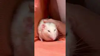 Sweet Rat 🤍 Pet Rat Remy 🤍🐭