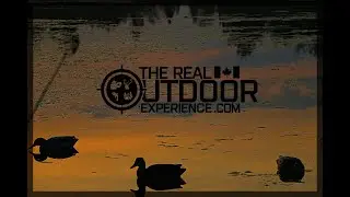 Decoys for Goose Hunting - Tips for Beginners - Ep.6