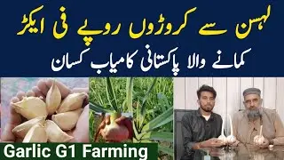 NARC Garlic G1 Farming in Pakistan||g1 garlic lagane ka tarika||g1 garlic land preparation