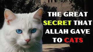 The Amazing MYSTERIES of CATS in Islam