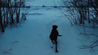 Vajmarski ptičar