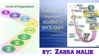 Basic concept of level of organization | Biology | Zahra Malik