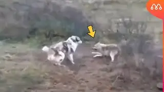 АЛАБАЙ НАПАДАЕТ НА ВОЛКА