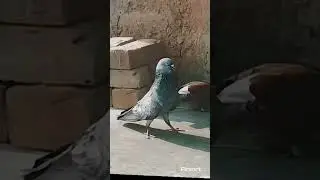 mitron ki short video kabutar 🕊️👈🤗😱😱😱😁😱🕊️😎😎