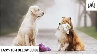 How to Start a Pet Photography Business