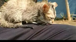 street kitten after first bath #shorts #indianstreetcat #cutecats #cats #funnycat